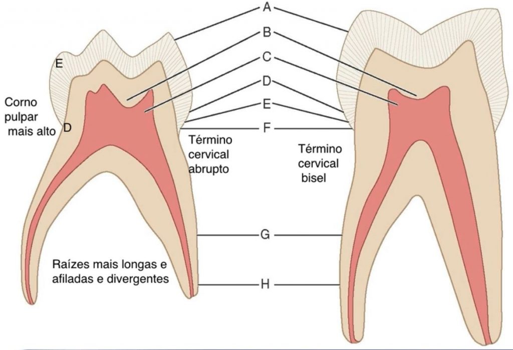 Anatomia Dente Decíduo