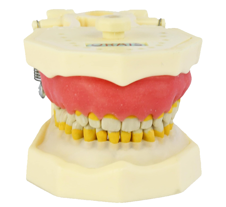 Manequim Odontológico para periodontia