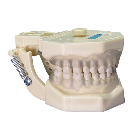 Manequim Odontológico multidisciplinar