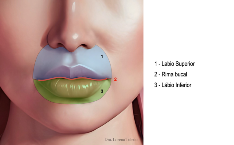 Ilustração médica da boca com indicações numeradas para Lábio Superior, Rima bucal e Lábio Inferior, mostrando áreas em cores azul e verde.