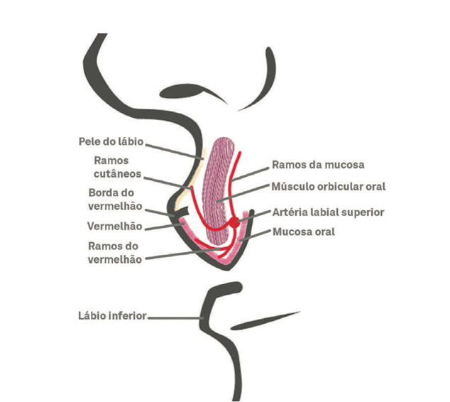 Ilustração médica anatômica da região dos lábios e mucosa oral, com destaque para borda vermelha, músculo orbicular oral e artéria labial superior.