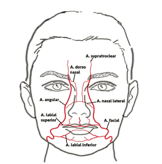 Ilustração anatômica em vista frontal do rosto com marcações e rótulos indicando regiões como dorso nasal, angular, labial superior, labial inferior, supratroclear e facial, para estudo da anatomia facial.